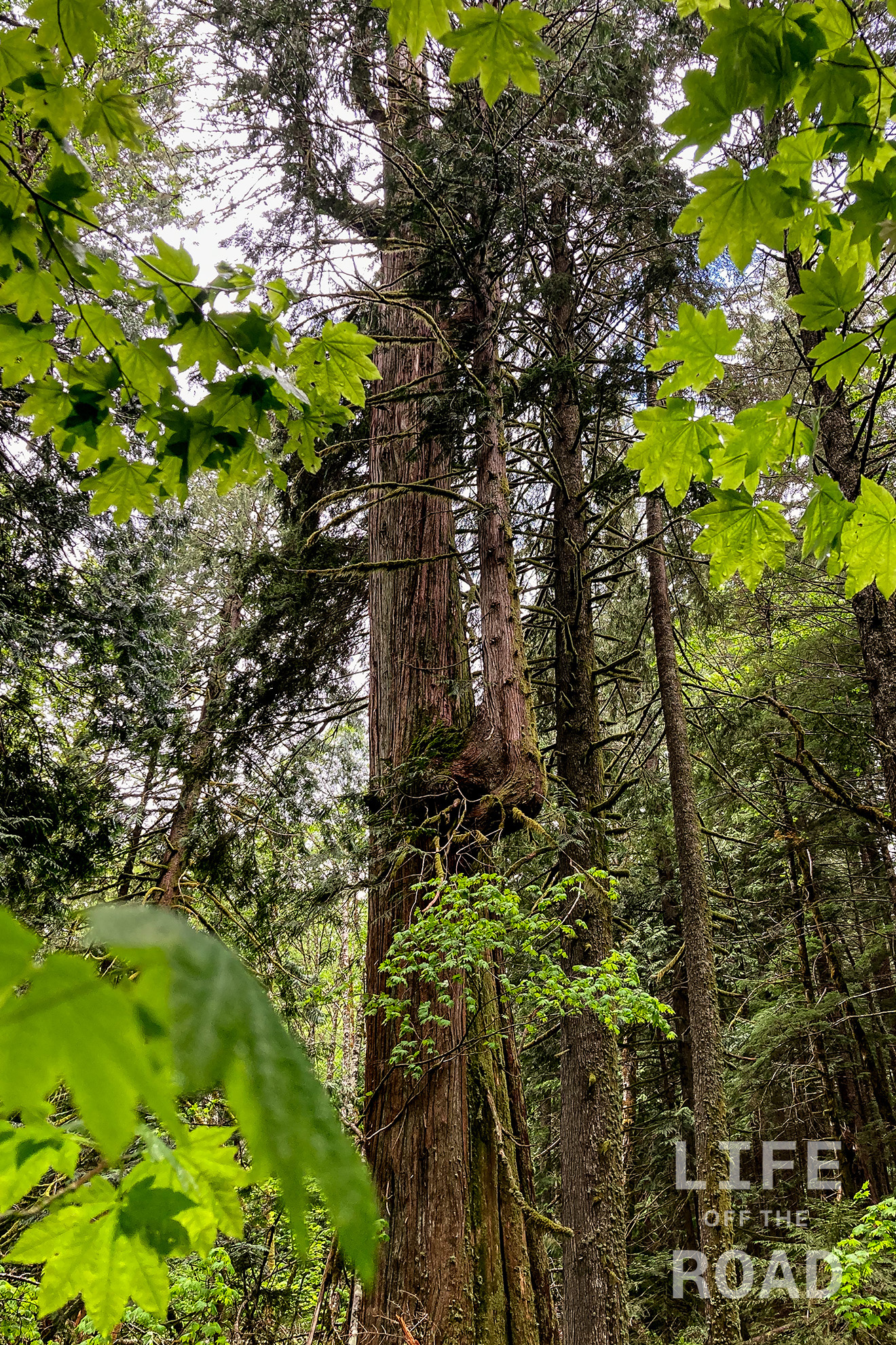 The Giants of Lost Creek