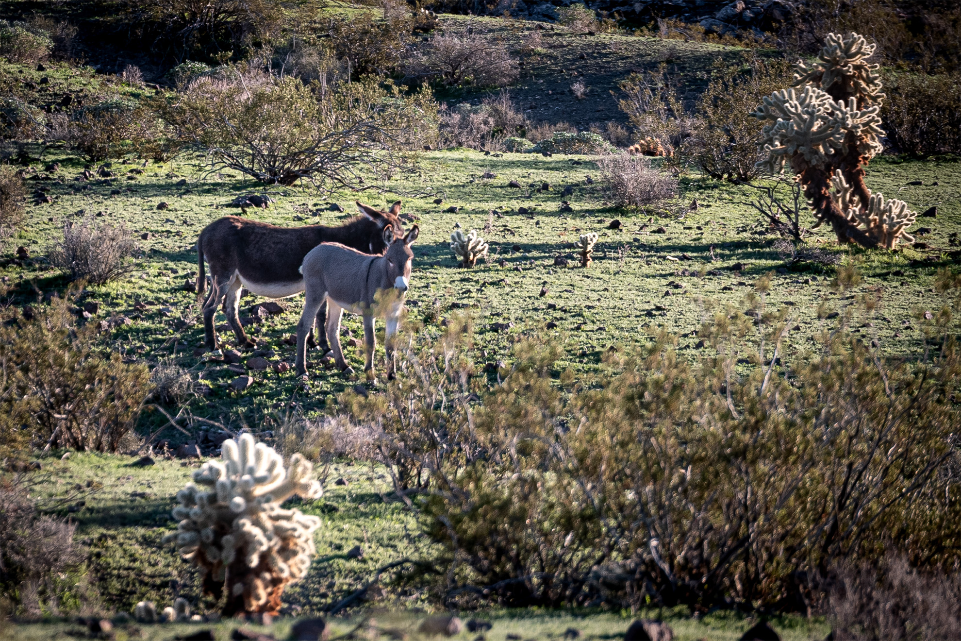Burros in Oatman, Arizona