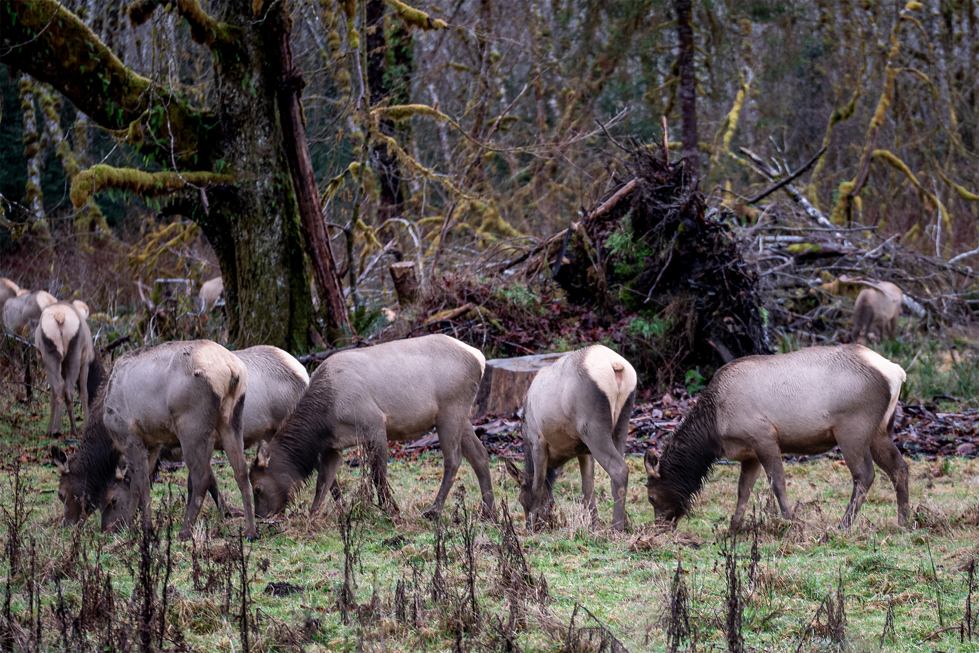 Elk Along the Hoh River